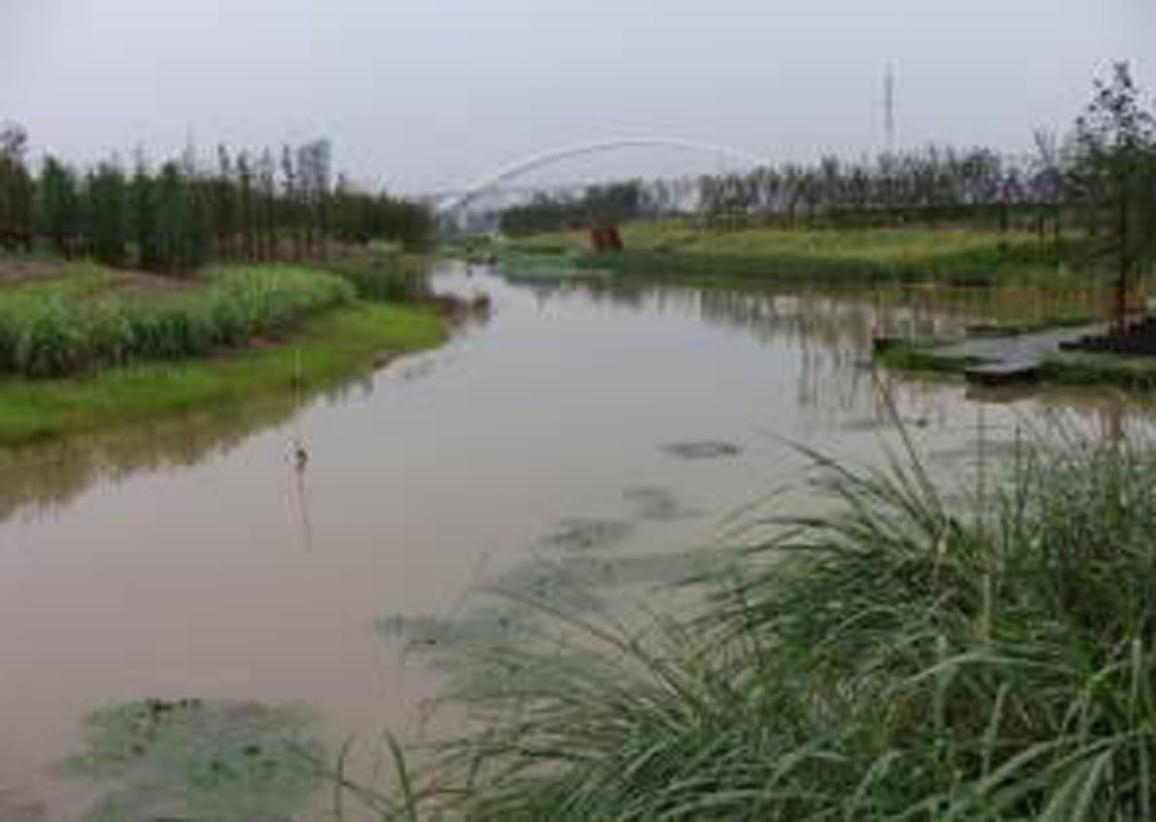 洋湖湿地生态修复与保育工程